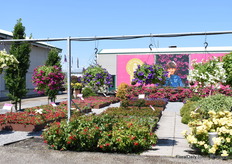 De tuin van MNP Flowers.